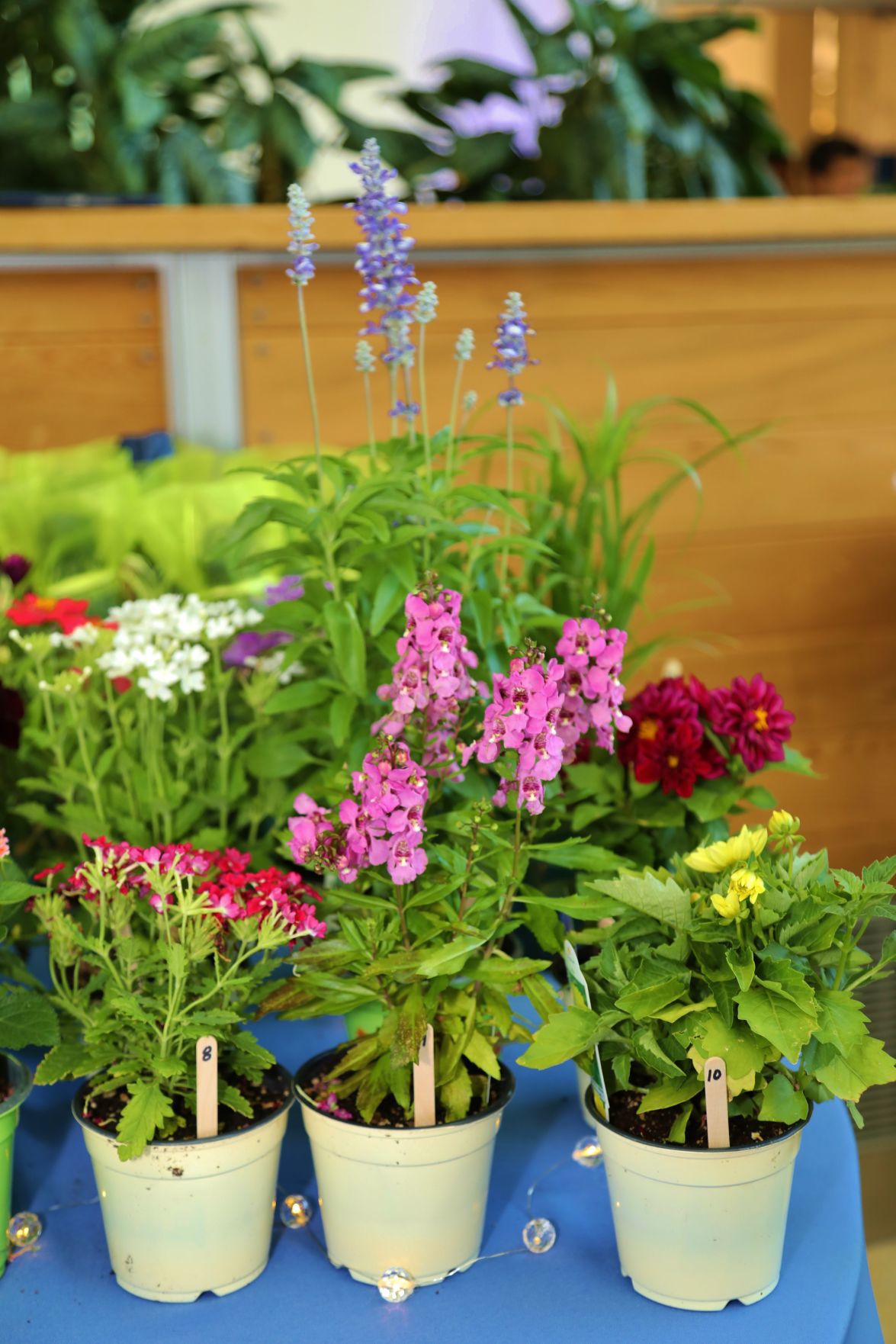 2019-Party-with-the-Plants-008.JPG